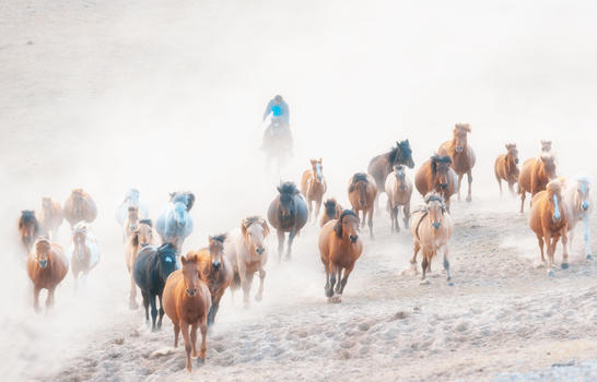 內蒙古坝上大草原奔腾的马图片素材免费下载