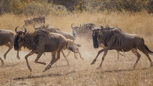 非洲大草原的动牛图片素材免费下载