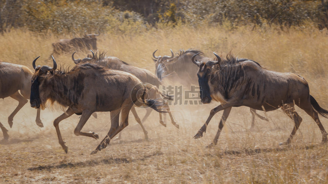 非洲大草原的动牛图片素材免费下载
