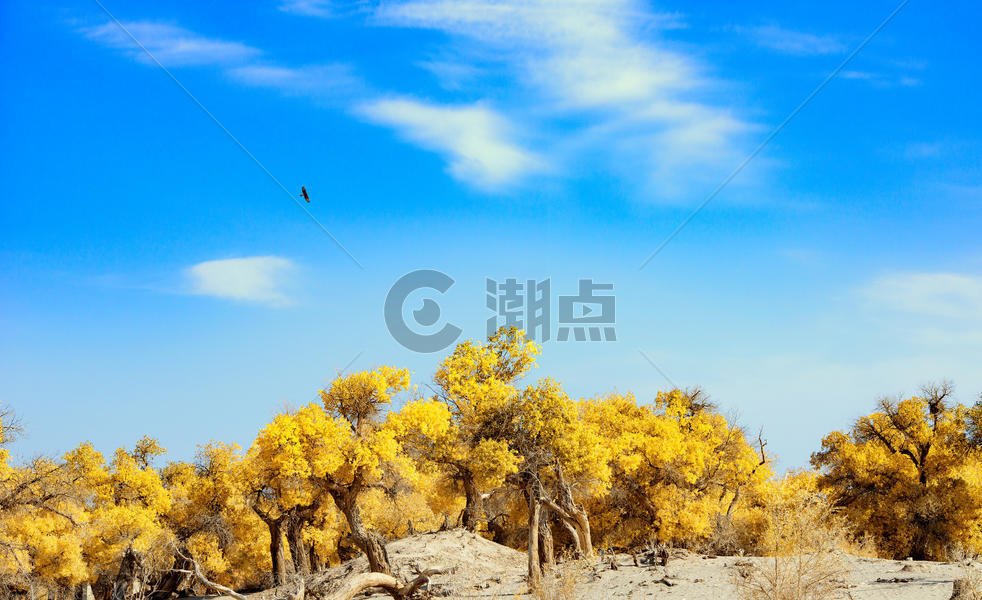 飞翔在胡杨林上空的雄鹰图片素材免费下载