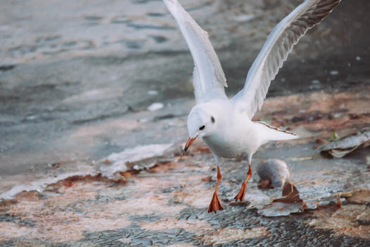 海河边飞翔的海鸥图片素材免费下载