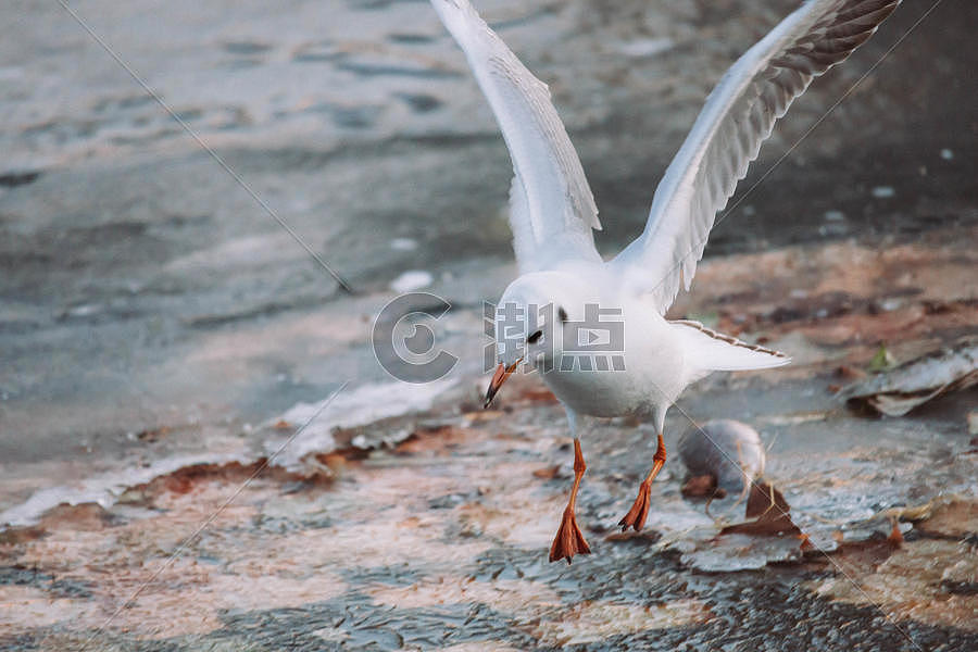 海河边飞翔的海鸥图片素材免费下载