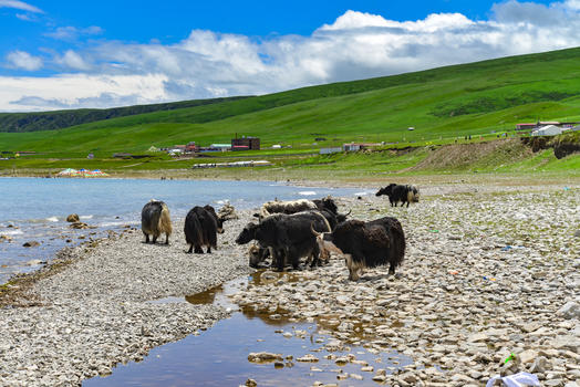青海湖旁的牦牛图片素材免费下载