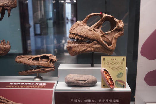 云南恐龙化石图片素材免费下载