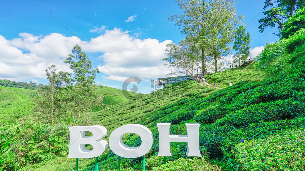马来西亚茶园BOH图片素材免费下载