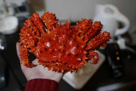 日本特产花咲蟹图片素材免费下载