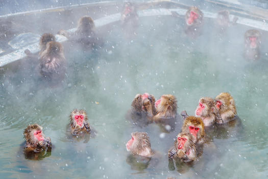 北海道特色泡温泉的猕猴图片素材免费下载