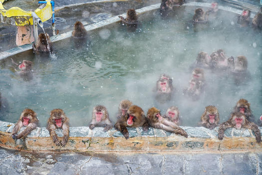 泡温泉的猕猴图片素材免费下载