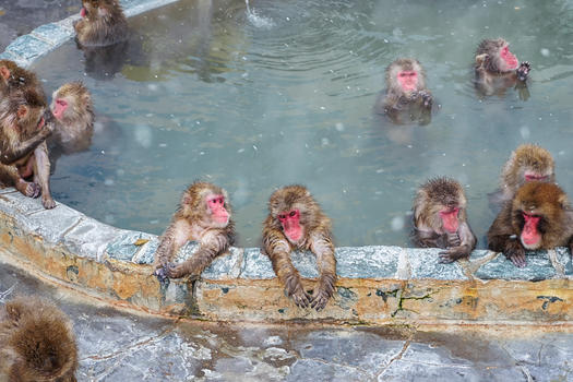 泡温泉的猕猴图片素材免费下载