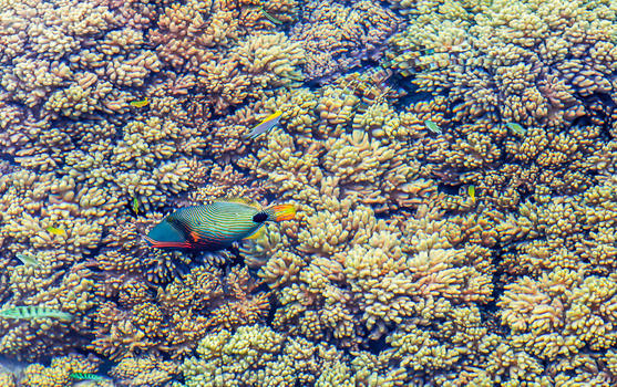 海中的珊瑚和彩色的鱼图片素材免费下载
