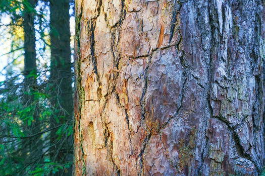 世界自然遗产别洛韦日大森林图片素材免费下载