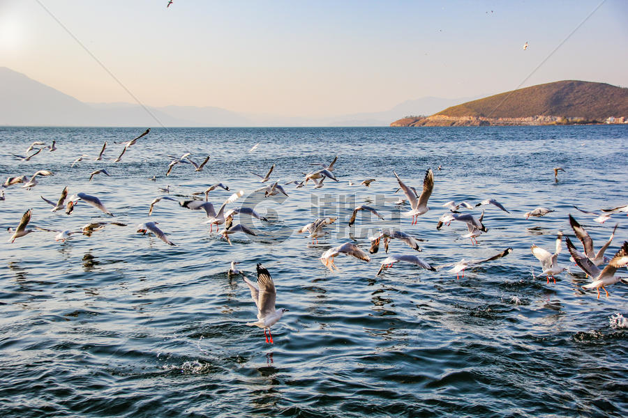 大理洱海的飞鸟图片素材免费下载