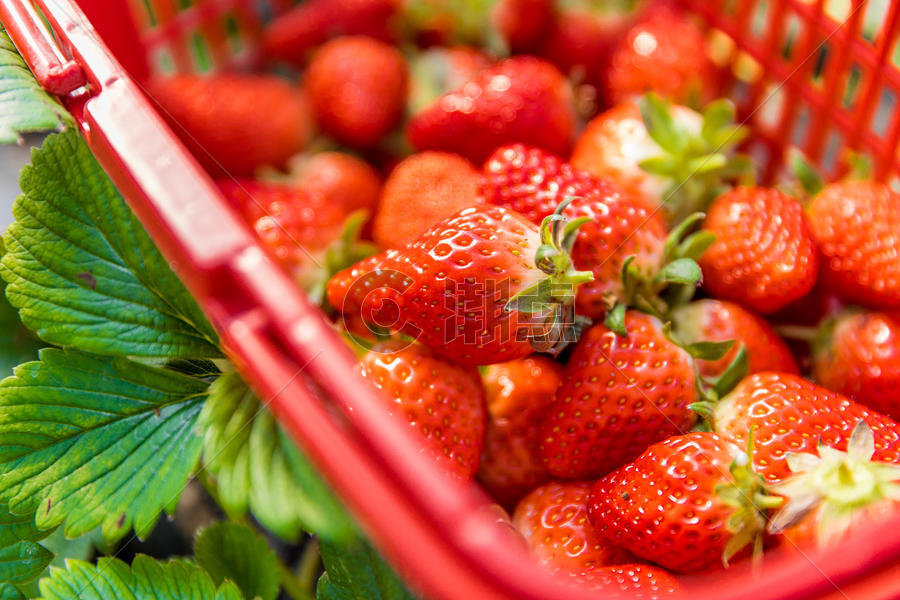大棚草莓图片素材免费下载
