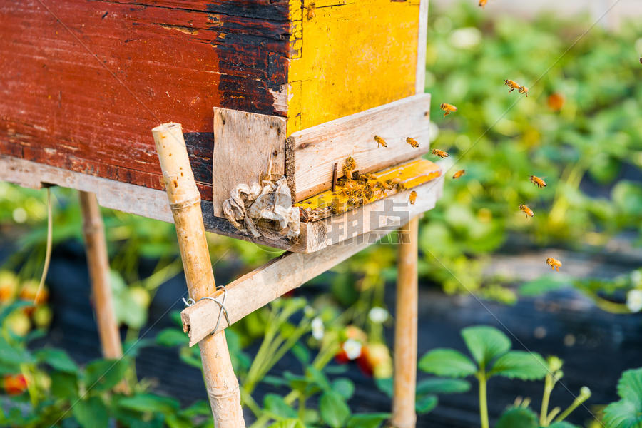 蜂箱与蜜蜂图片素材免费下载
