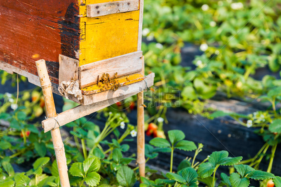蜂箱与蜜蜂图片素材免费下载