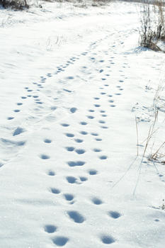 雪地动物脚印图片素材免费下载