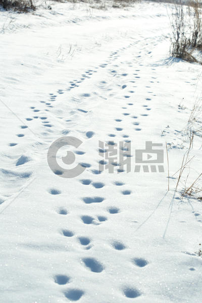 雪地动物脚印图片素材免费下载