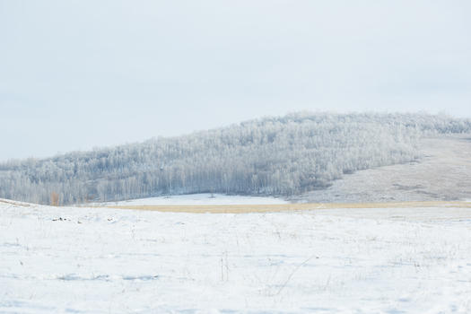 冬季内蒙古雾凇白桦林风光图片素材免费下载