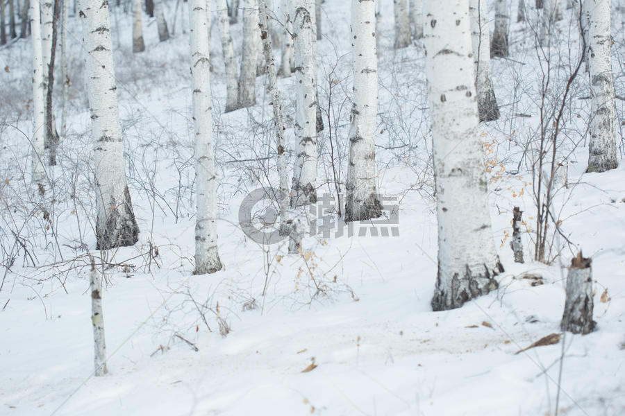 冬季白桦林雪景图片素材免费下载