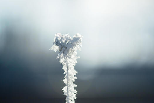 树枝雾凇雪花特写图片素材免费下载