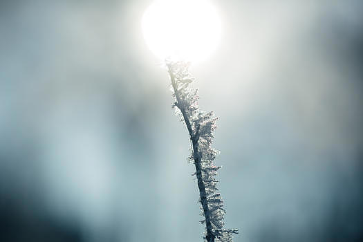树枝雾凇雪花特写图片素材免费下载