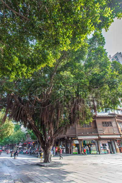 福州百年大榕树图片素材免费下载