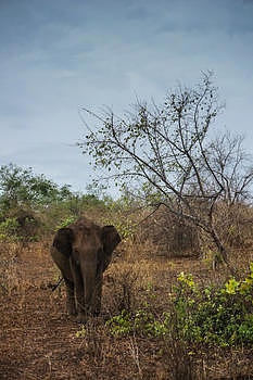 斯里兰卡野生大象图片素材免费下载