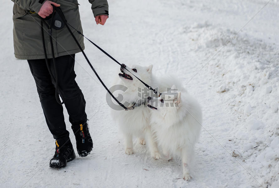 雪地宠物狗图片素材免费下载