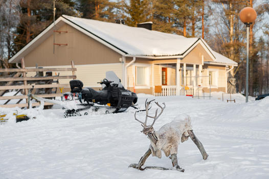 芬兰家庭小院中的麋鹿摇椅和雪地摩托图片素材免费下载