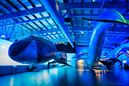 冰岛雷克雅未克鲸鱼博物馆图片素材免费下载
