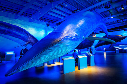 冰岛雷克雅未克鲸鱼博物馆图片素材免费下载