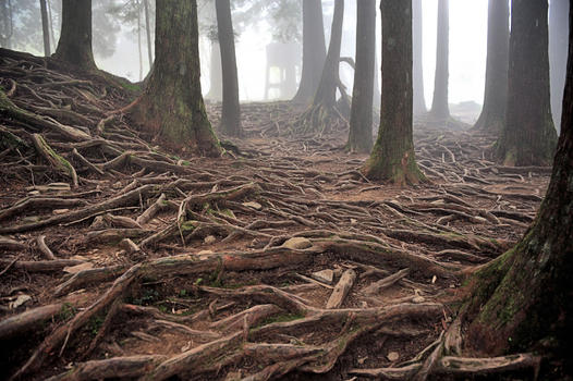 台湾嘉义阿里山森林神木图片素材免费下载