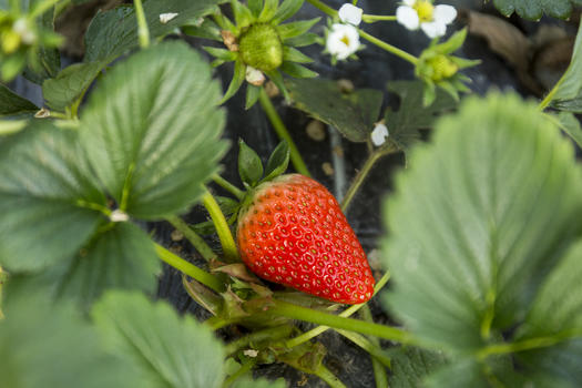 草莓园图片素材免费下载