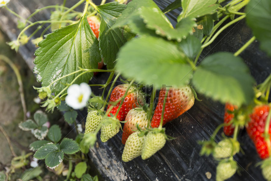 草莓园图片素材免费下载