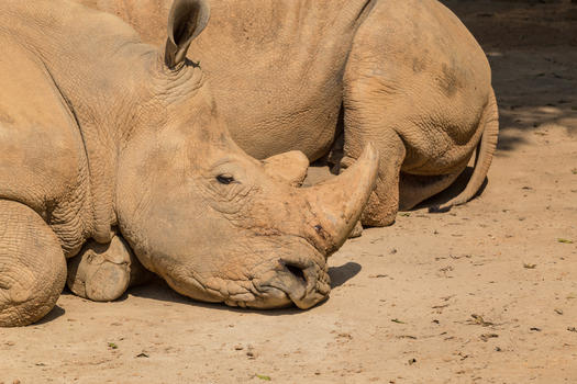 非洲犀牛图片素材免费下载
