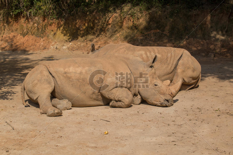 非洲犀牛图片素材免费下载