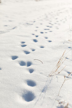 雪地里的脚印图片素材免费下载