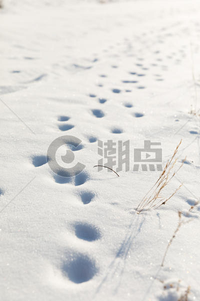 雪地里的脚印图片素材免费下载