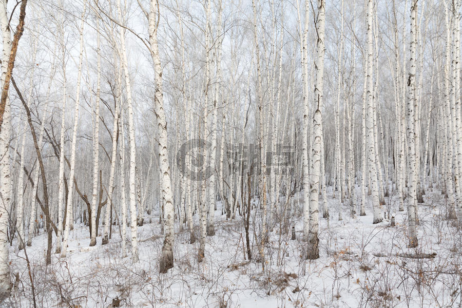 雪地里的白桦林图片素材免费下载