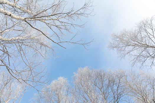 冬季白桦树景色图片素材免费下载