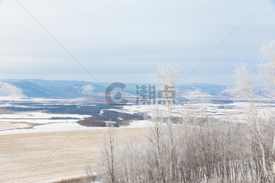 雪地里的白桦林图片素材免费下载