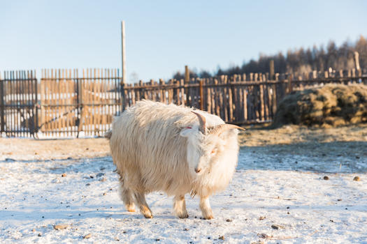 农场里的长毛羊山羊图片素材免费下载