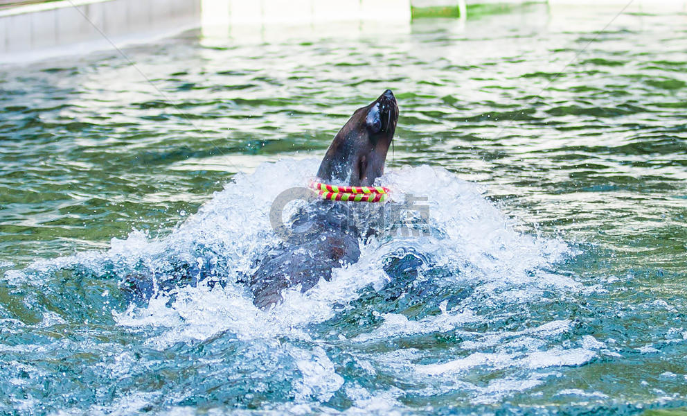 水中的海狮图片素材免费下载