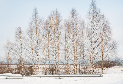 芬兰雪地白桦林图片素材免费下载