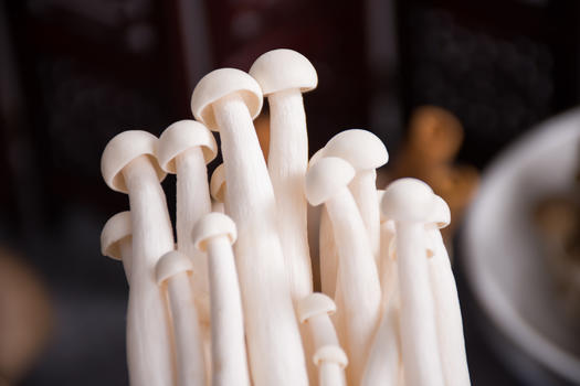 菌类食品白玉菇图片素材免费下载