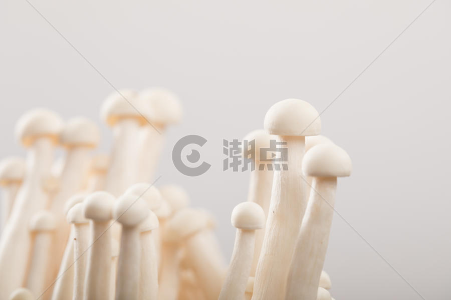 菌类白玉菇图片素材免费下载