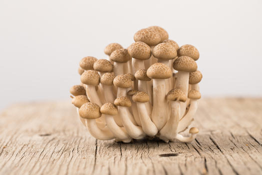 菌类蟹味菇图片素材免费下载