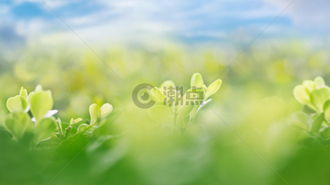春天背景通用背景5662 3185图片素材免费下载 编号 潮点视频