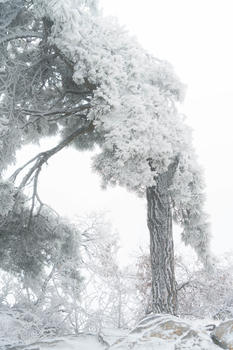 庐山雾凇图片素材免费下载