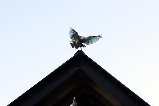 屋顶的鸽子图片素材免费下载